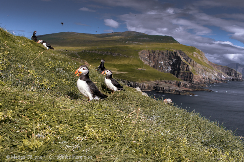 Mykines Puffins