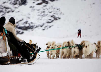 Dog Sledding Huskies