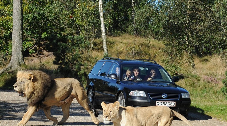 Givskud Zoo Lions